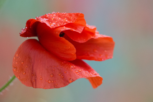 Mohn
